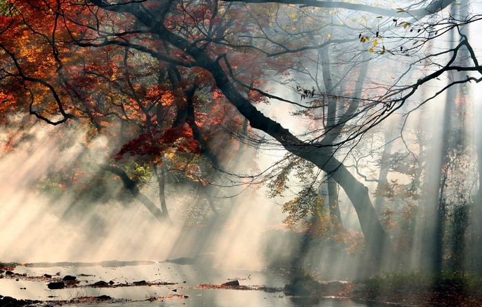 Sun rays filtering through autumn trees over a stream