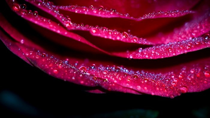 Close-up of a red rose with water droplets