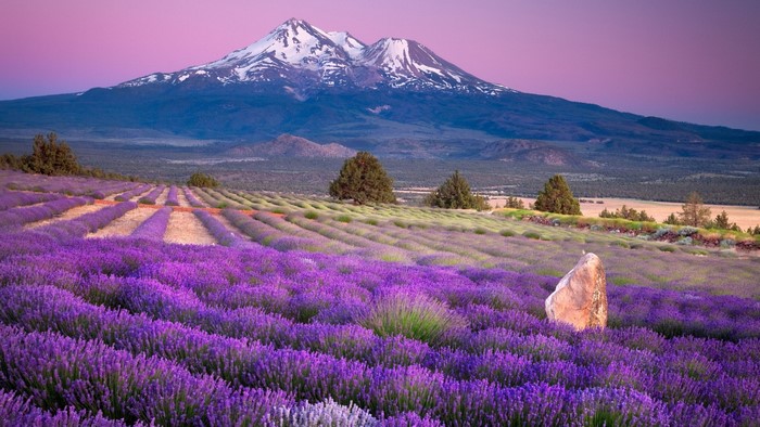 Lavender field with Mount Shasta at sunset