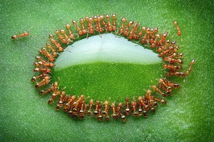 Ants forming a circle around a water droplet on a leaf