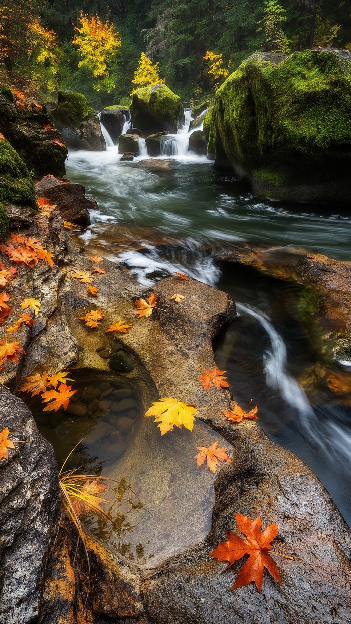 Autumn leaves float in a forest stream with waterfalls