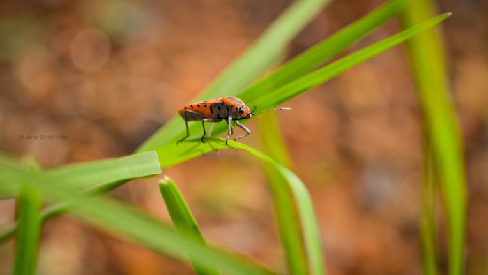 Orange and black insect on a green blade of grass