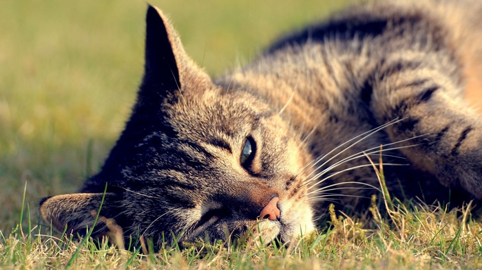 Tabby cat lying in the grass