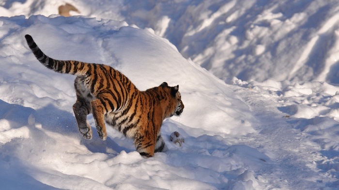Tiger jumping in the snow