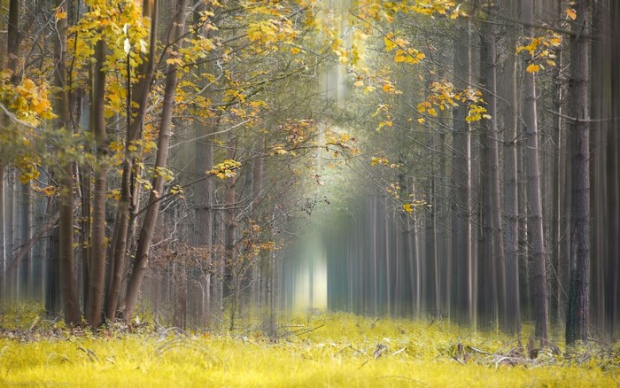 Yellow grass and trees in a misty forest during autumn