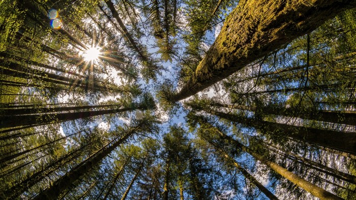 Sunlight filtering through tall trees in a forest