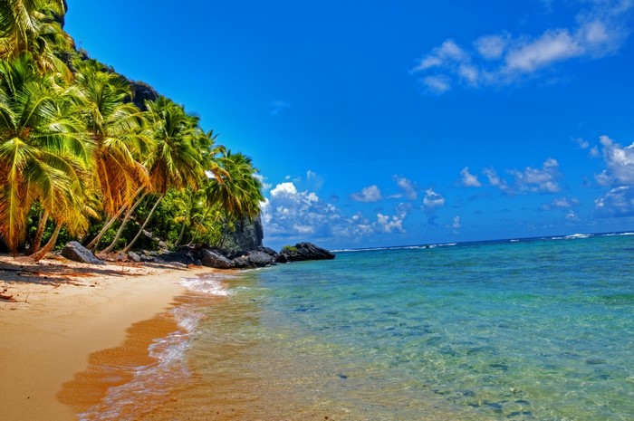 Tropical beach with palm trees and clear blue ocean