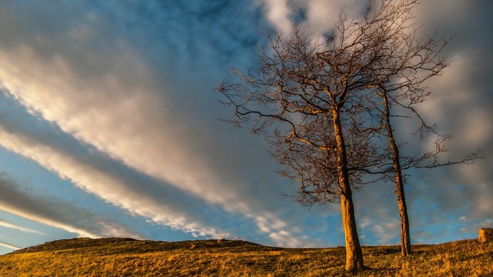 Bare trees on a grassy hill under a cloudy sky
