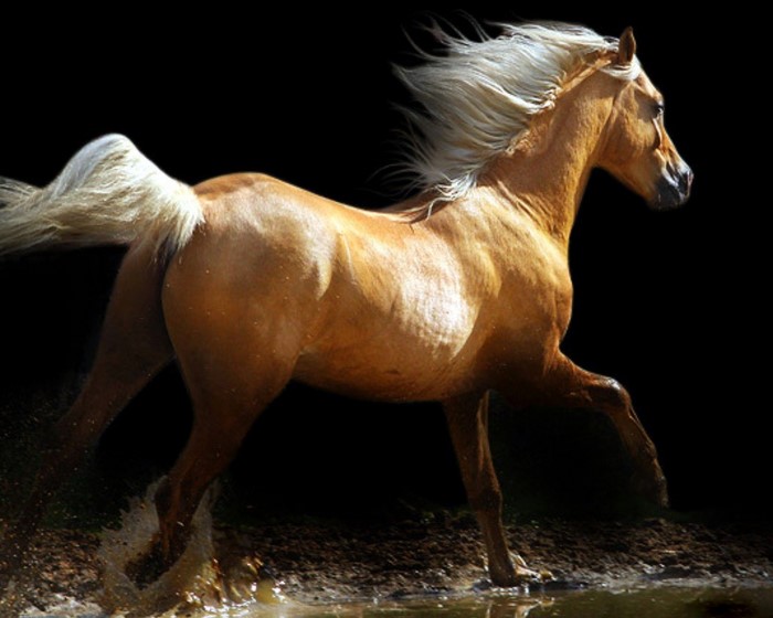 Golden horse running through water