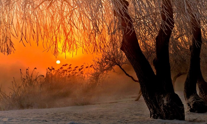 Winter sunrise over misty landscape with trees