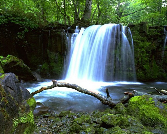 Waterfall in a lush green forest with mossy rocks
