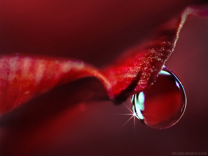 Macro photography of a water drop on a red petal