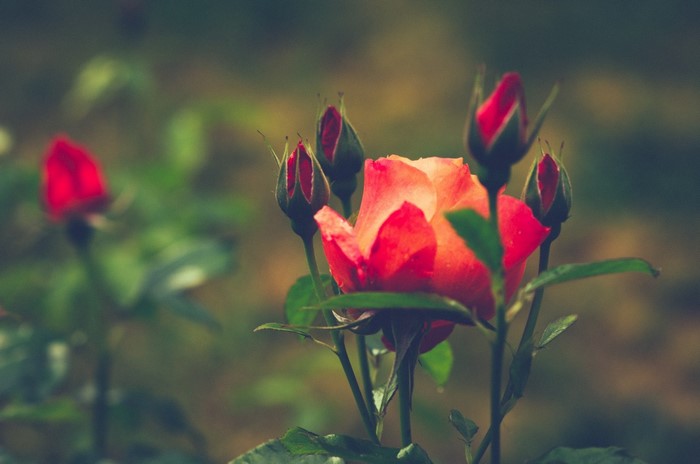 Close-up of red rose buds and an open rose