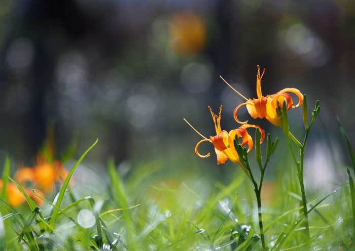 Orange lilies in green grass with bokeh background