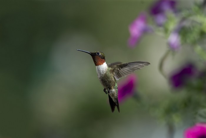 Ruby-throated hummingbird hovering near purple flowers
