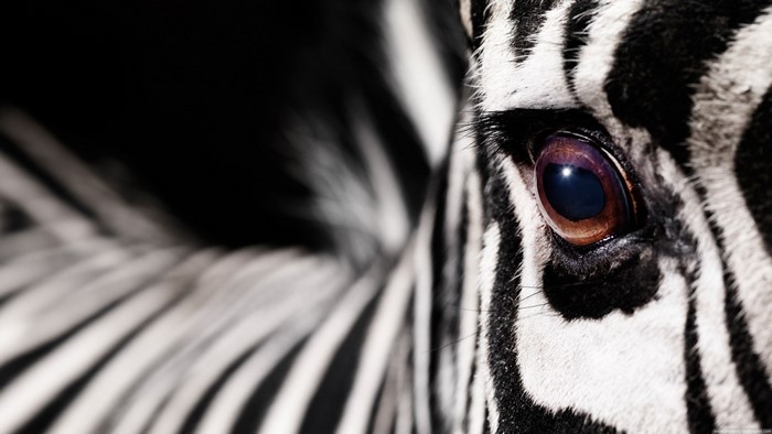 Close-up of a zebra's eye and stripes