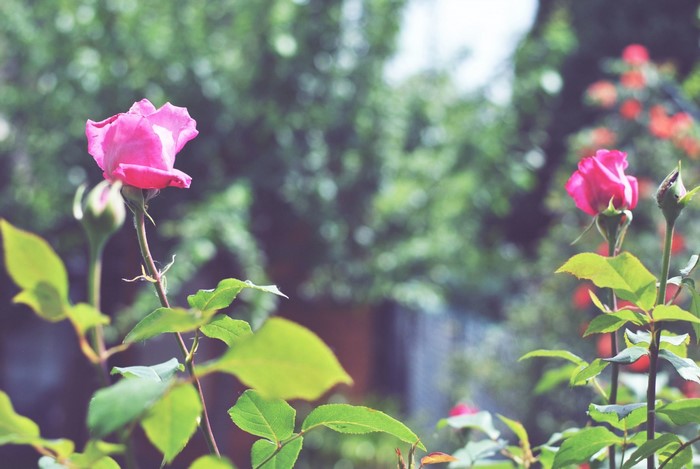 Pink roses in a garden with green foliage