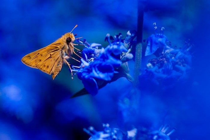 A brown skipper butterfly on blue flowers