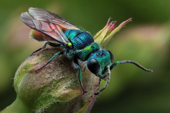 Close-up of a metallic green cuckoo wasp on a plant bud
