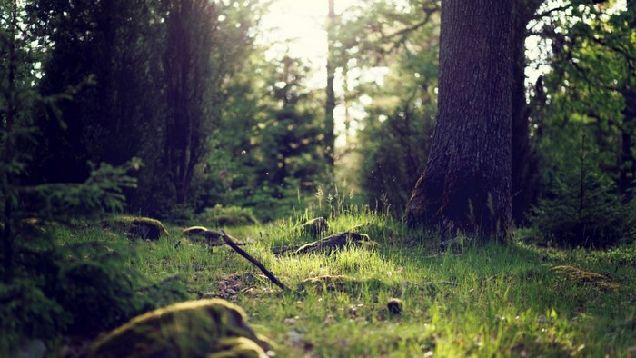Sunlight filtering through a forest with green grass and trees