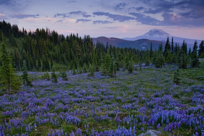 Wildflower meadow with forest and mountain landscape