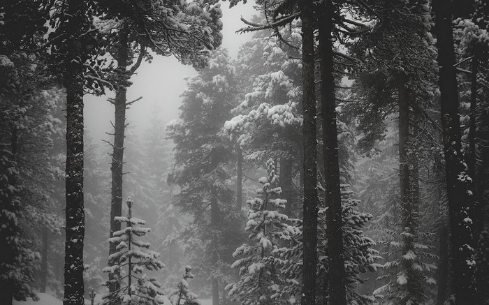 Snowy forest with tall pine trees in fog