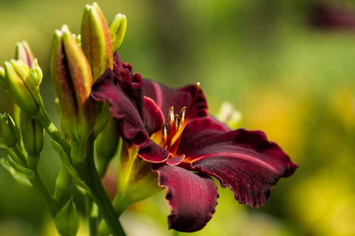 Deep Burgundy Daylily Bloom with Green Buds