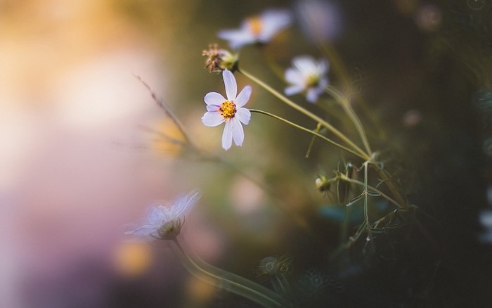 Close-up of delicate white wildflowers with yellow centers