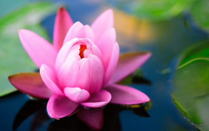 Close up of a pink lotus flower blooming