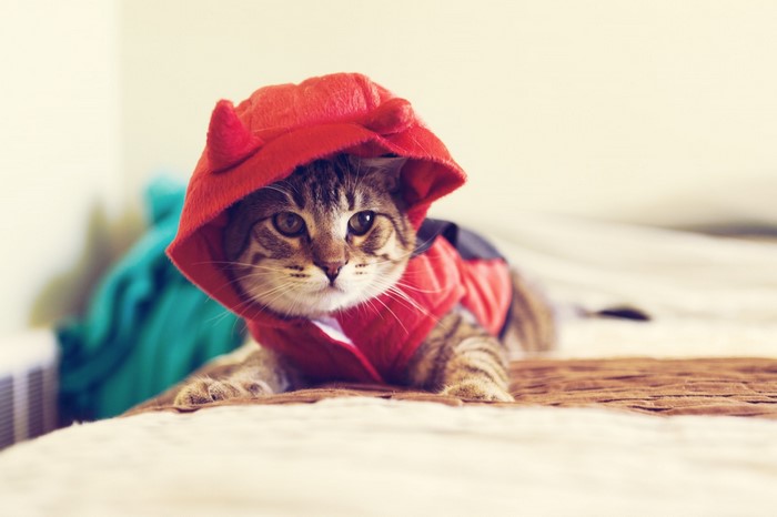 Tabby kitten wearing a red devil costume