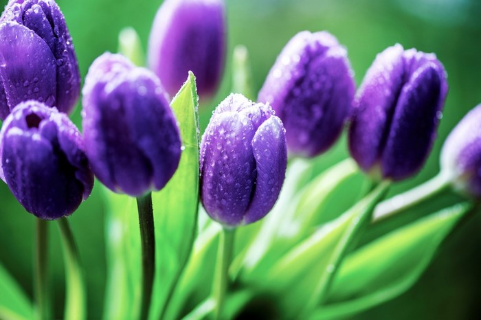 Purple tulips with dew drops