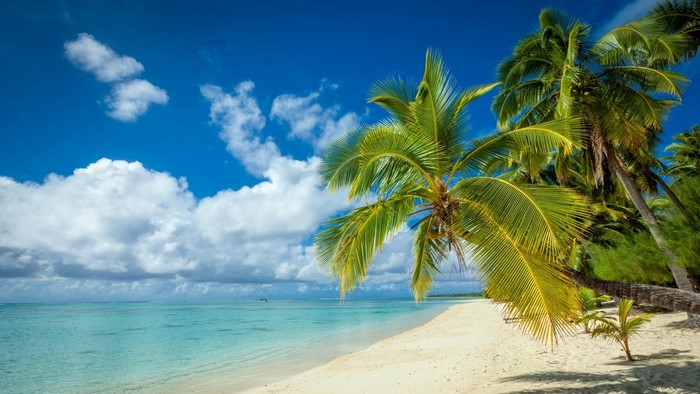 Tropical beach with palm trees and turquoise ocean