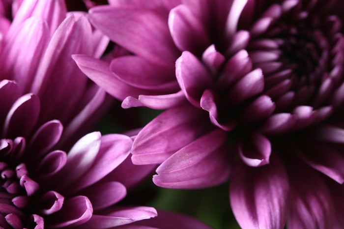 Close-up of purple chrysanthemum petals