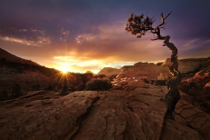 Twisted tree at sunset in Zion National Park, Utah