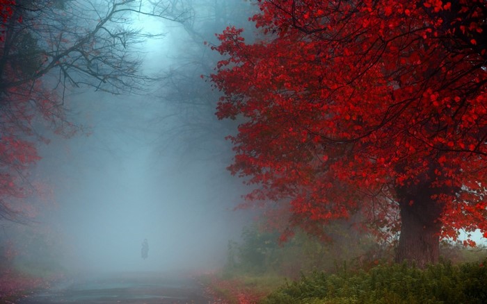 Red tree in a foggy forest during autumn