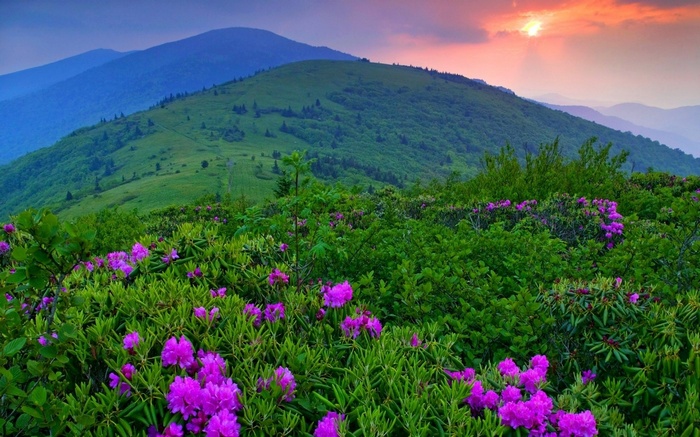 Purple flowers on a mountain slope at sunset
