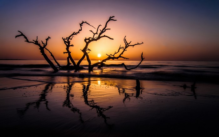 Driftwood tree silhouette at sunset on a beach