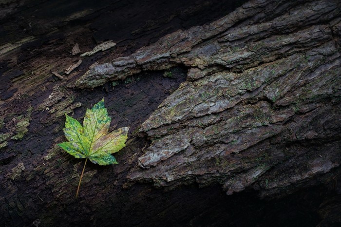 A single green maple leaf rests on a textured tree trunk