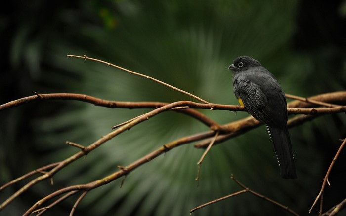 Black bird with yellow chest on a branch