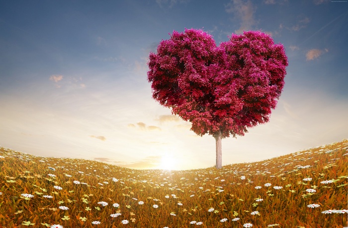 8k, 4k, 5k, tree, sun, love, Meadows