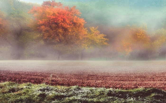 Misty autumn field with colorful trees