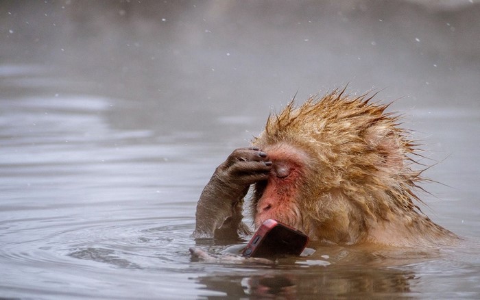 Monkey holding a smartphone in hot springs