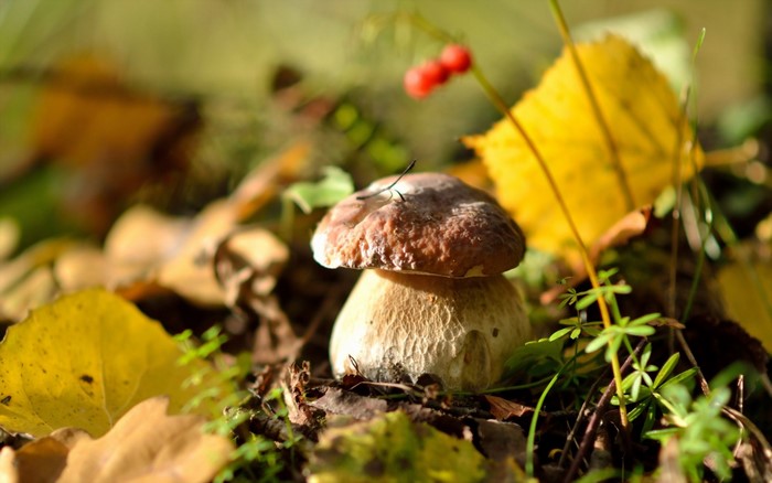 Macro Shot of Penny Bun Mushroom in Autumn Woodland