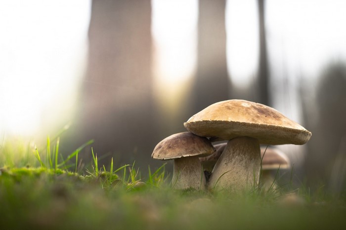 Close-up of mushrooms in grass with sunlight