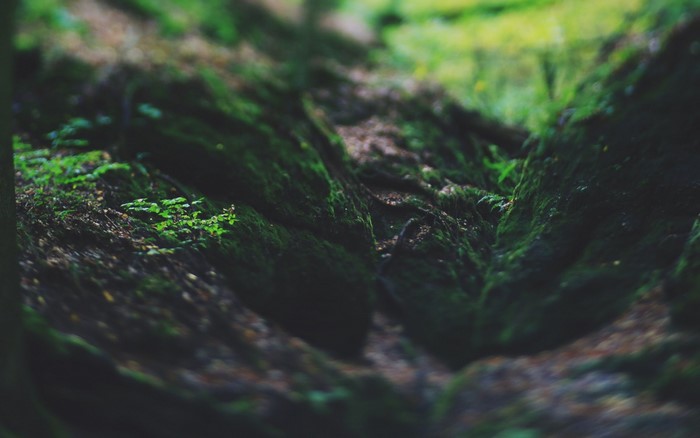 Mossy forest floor with green plants