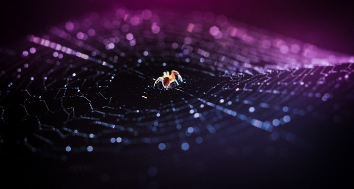 Spider on a dew-covered web at night