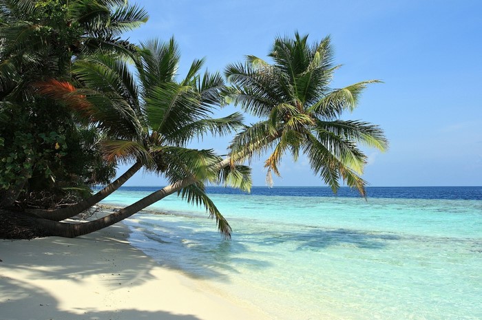 Palm trees on a tropical beach with turquoise water