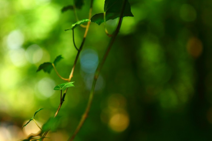 Green ivy vines with sunlight bokeh