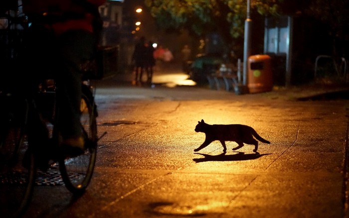Black cat crosses a wet street at night
