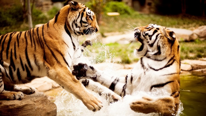 Two tigers fighting in water